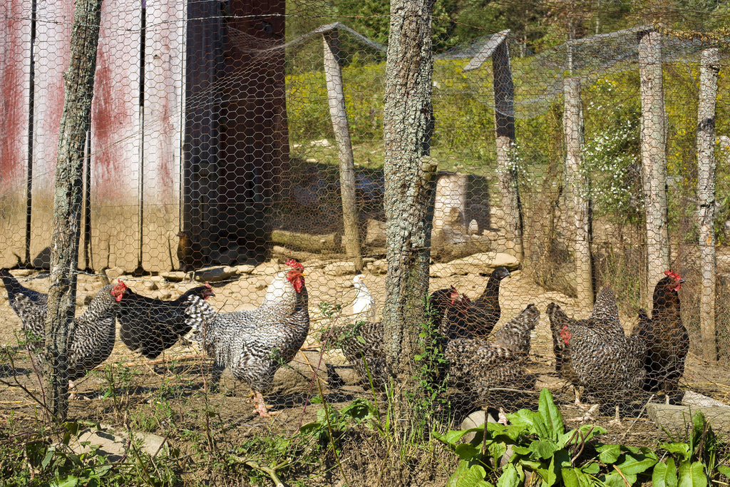 Farm hens