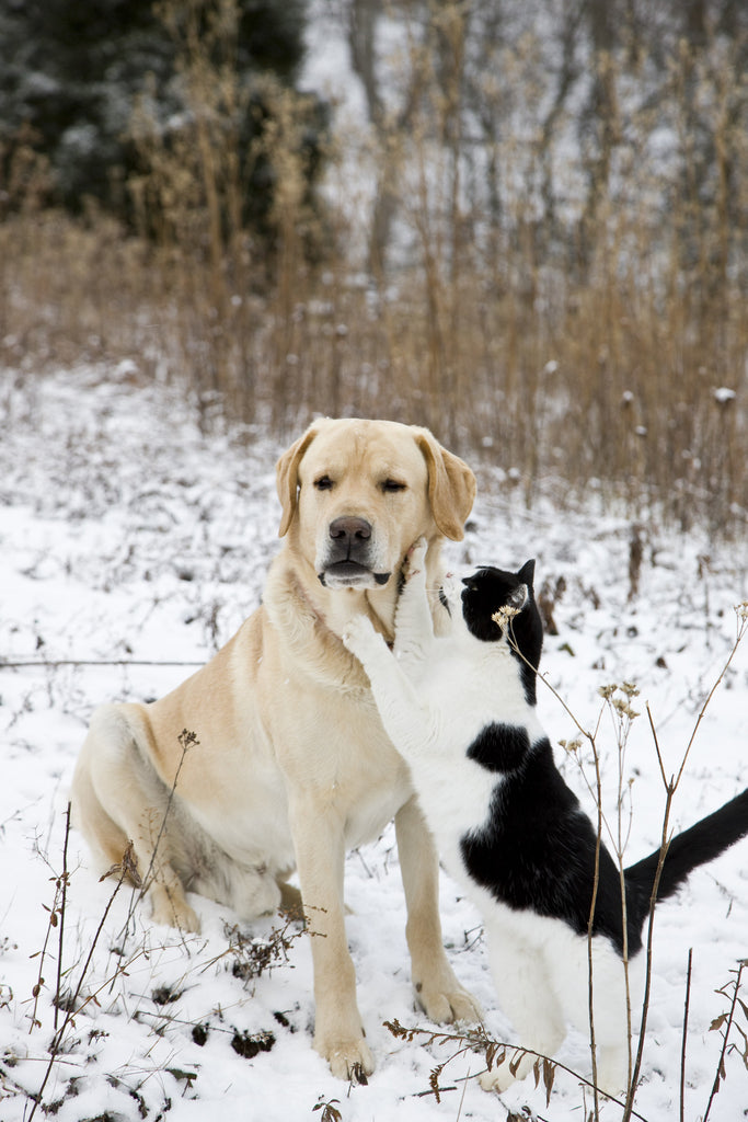 Sir Walter and Captain Kitty in snow