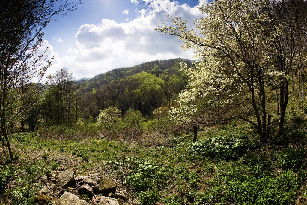 Dogwood tree on mountain farm