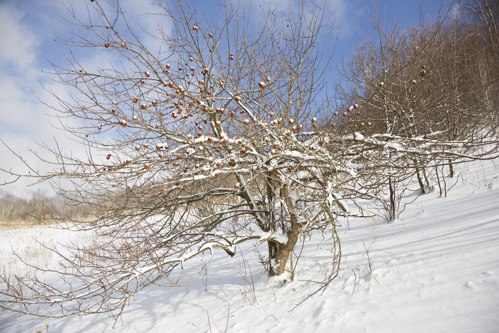 Apple Tree in Winter