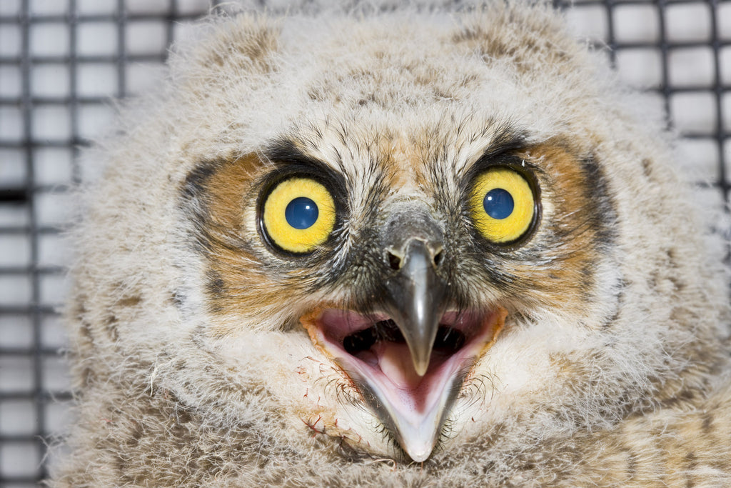 Baby Great Horned Owl