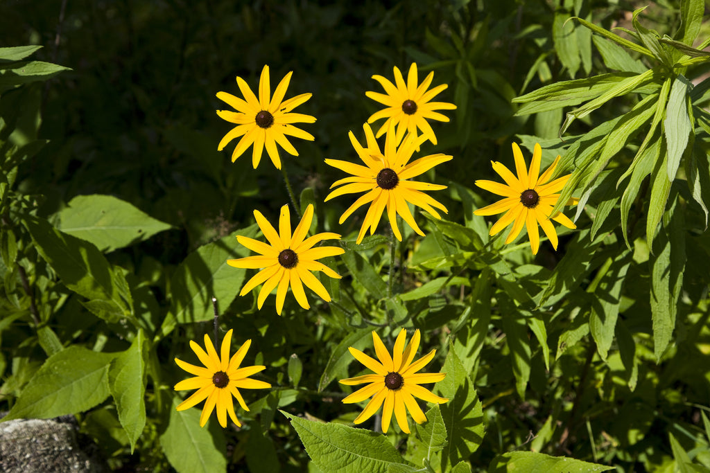 Black-Eyed Susan