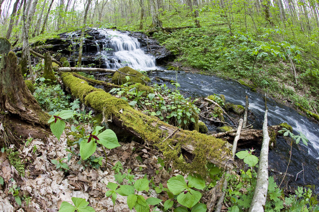 Creek under Roan Mountain, TN