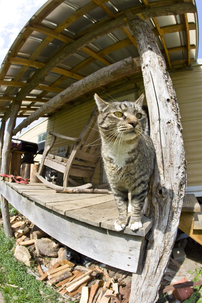 Tiger guards porch