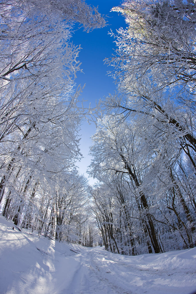 Winter Sky