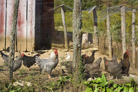 Farm hens
