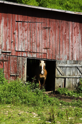 Champagne Peeks Out Of Barn