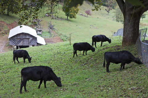 Cattle grazing in pasture