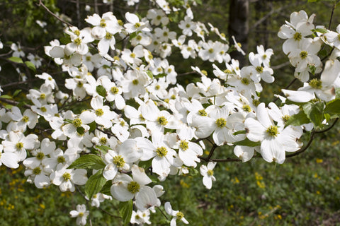 Dogwood Blossom