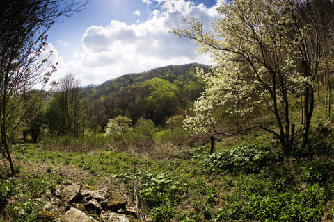 Dogwood tree on mountain farm