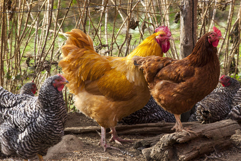 Rooster and Hens