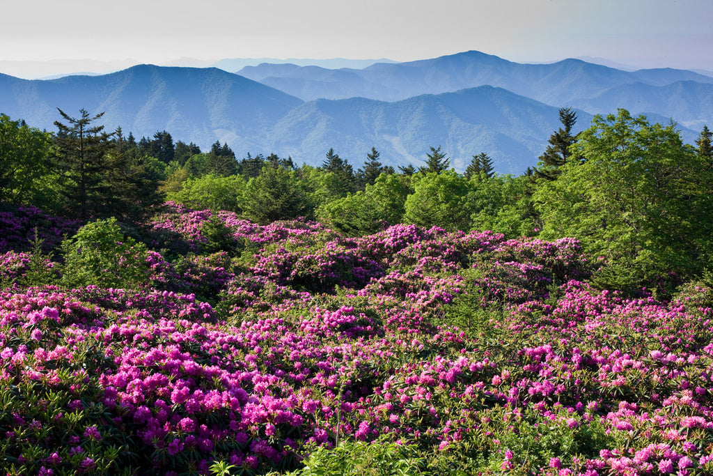 S1E6441   Roan Mtn  TN