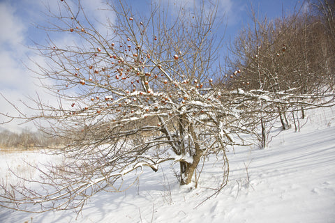 Apple Tree in Winter