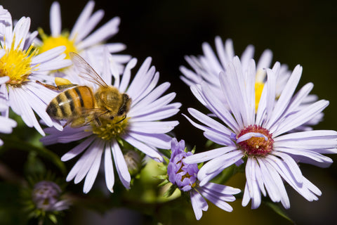 Bee on Asters