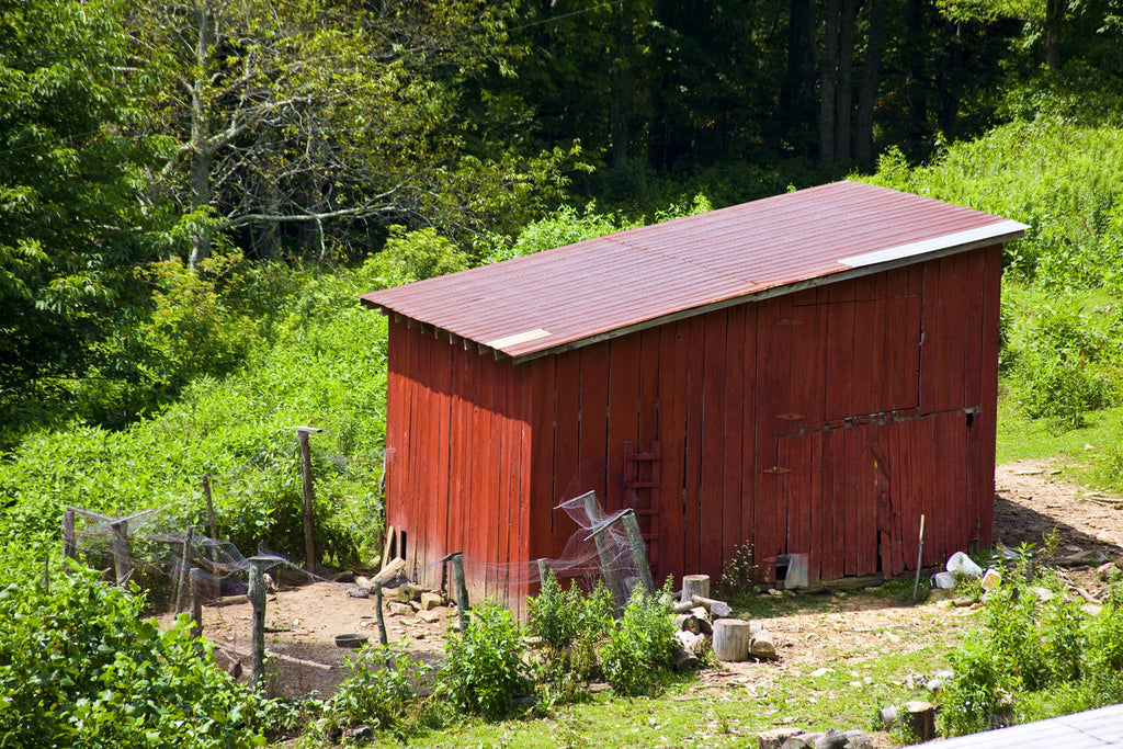 Chicken Barn in Summer