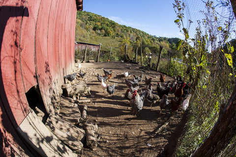 Chicken Barn through Fisheye