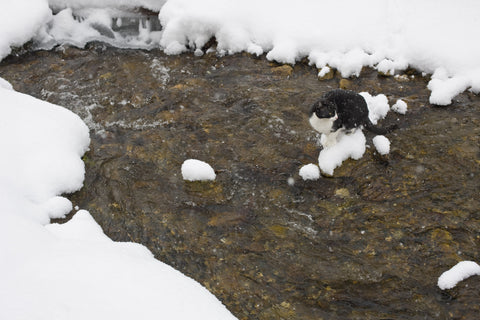 Cristabell sits on snow in creek