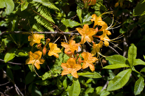 Flame Azalea