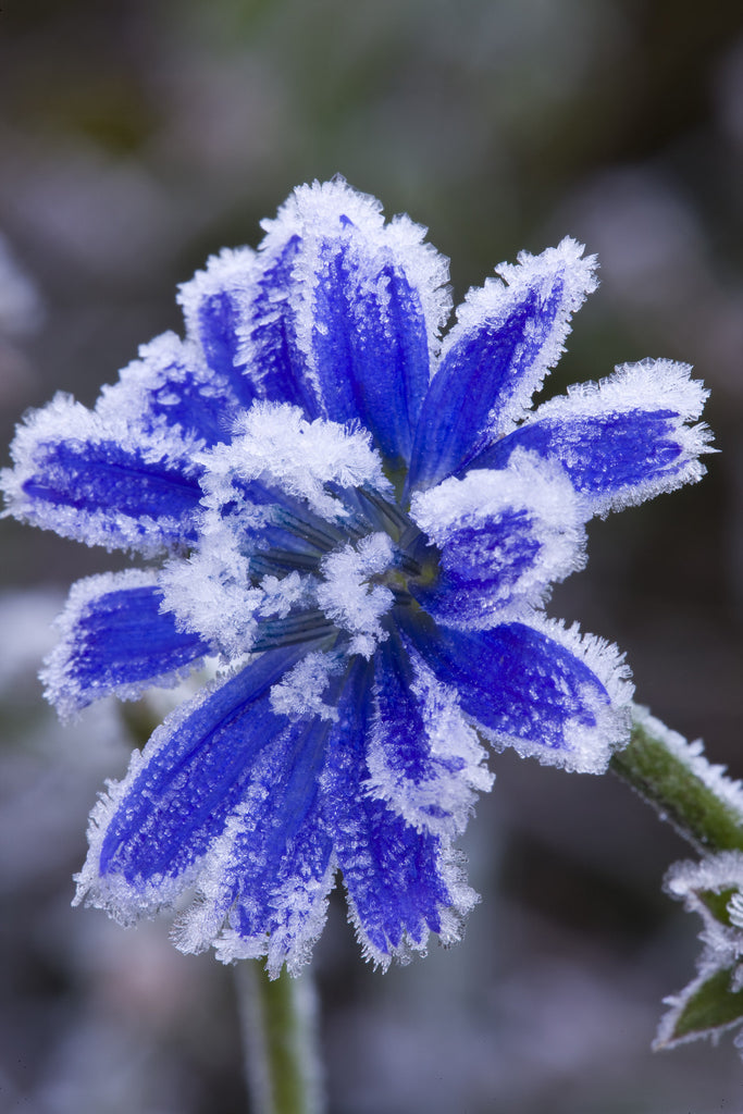 Frost Covered Chicory