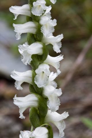 Lady Tresses