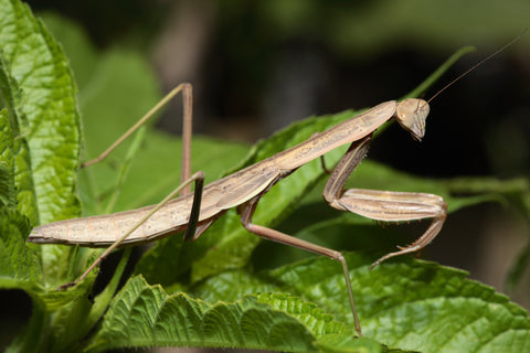 Praying Mantis
