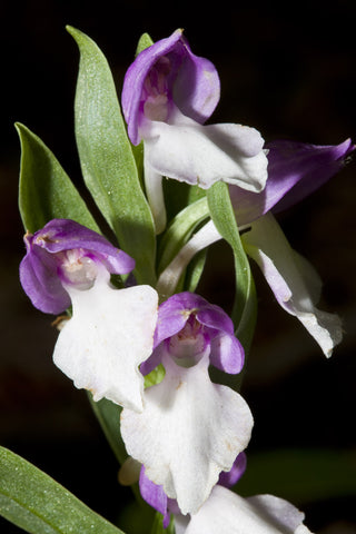 Showy Orchis
