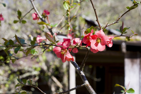Spring Blossom