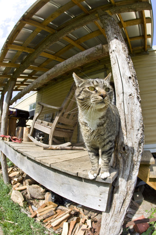 Tiger guards porch