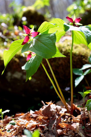 Wake Robin Trillium