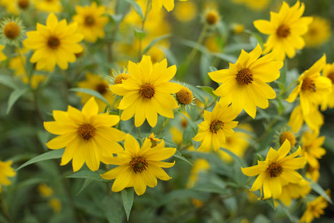 Wild Sunflowers