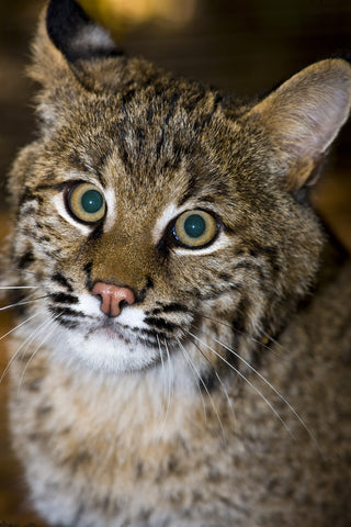 Young Bobcat