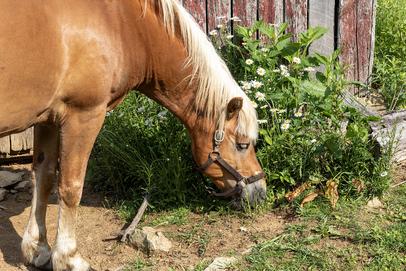 Pete nibbles by chicken barn
